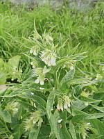 Consoude officinale - Symphytum officinale (photo Mrugala F., Lens, mai 2024)(8)